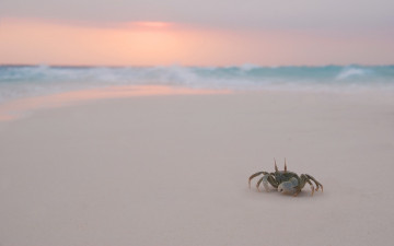 Картинка животные крабы +раки пляж краб вечер море прибой песок