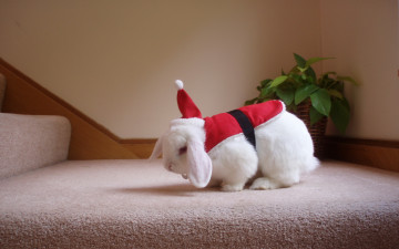 Картинка животные кролики +зайцы фон праздник santa bunny