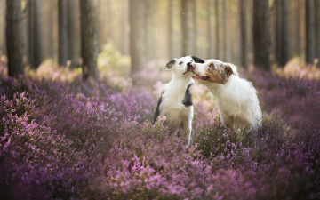 Картинка животные собаки друзья цветы лес