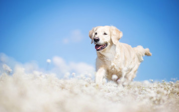Картинка животные собаки небо фон природа птица поле трава нежность радость