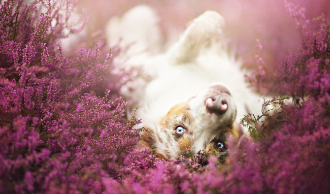 Обои картинки фото животные, собаки, взгляд, цветы, луг, собака