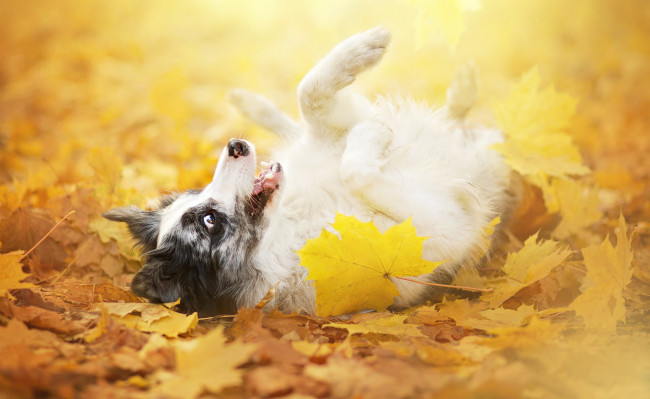 Обои картинки фото животные, собаки, лапа, взгляд, листья, осень, собака