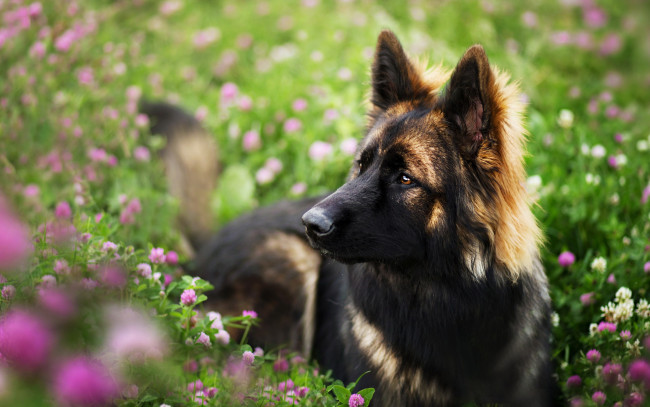 Обои картинки фото животные, собаки, собака, луг, цветы, взгляд, трава, природа