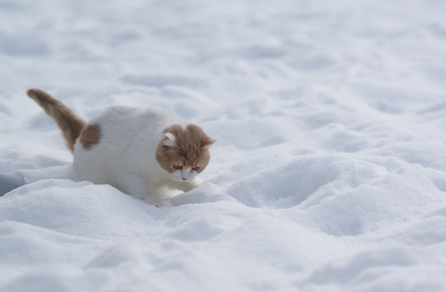 Обои картинки фото животные, коты, кот, снег, зима