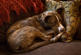 Картинка животные собаки пёс собака кресло подушка отдых