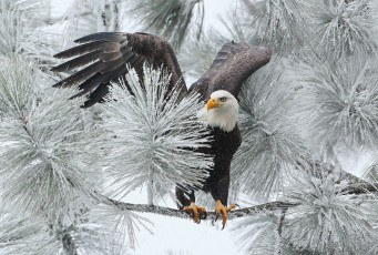 Картинка животные птицы+-+хищники ветка птица ястреб белоголовый орлан зима