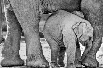 Картинка животные слоны африка природа