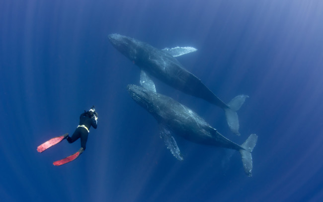 Обои картинки фото животные, киты,  кашалоты, аквалангист, океан