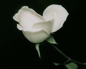 Картинка цветы розы белая роза