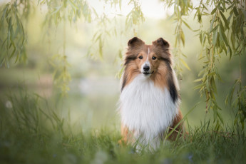 Картинка животные собаки сидит трава лето природа собака щенок мордашка малыш рыжий поза фон зеленый колли взгляд листья ветки