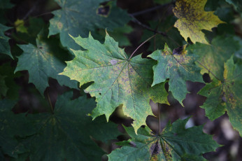 Картинка природа листья кленовые