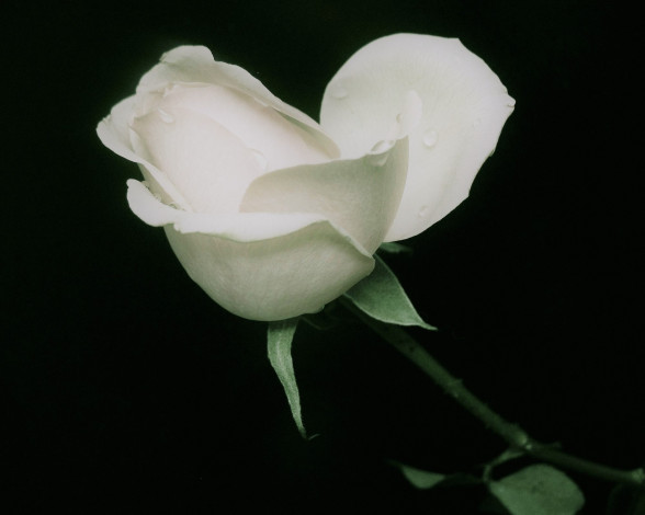 Обои картинки фото цветы, розы, белая, роза