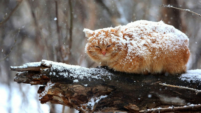 Обои картинки фото животные, коты, зима, кот