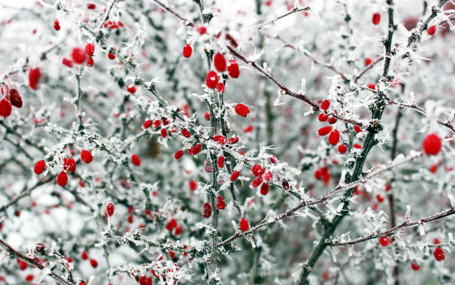 Обои картинки фото природа, Ягоды, зима, ягоды, иней