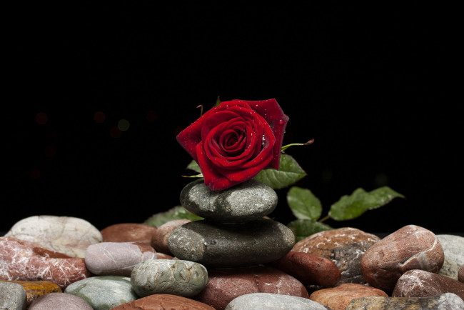 Обои картинки фото цветы, розы, камни, роза