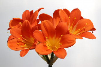 обоя цветы, кливия, оранжевая