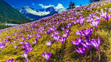 Картинка цветы крокусы горы луг весна