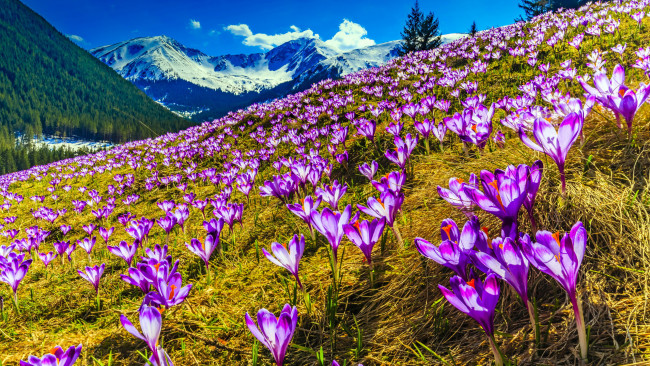 Обои картинки фото цветы, крокусы, горы, луг, весна