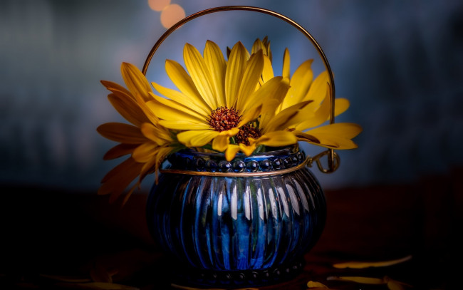 Обои картинки фото цветы, остеоспермумы, ваза, желтый, остеопермум