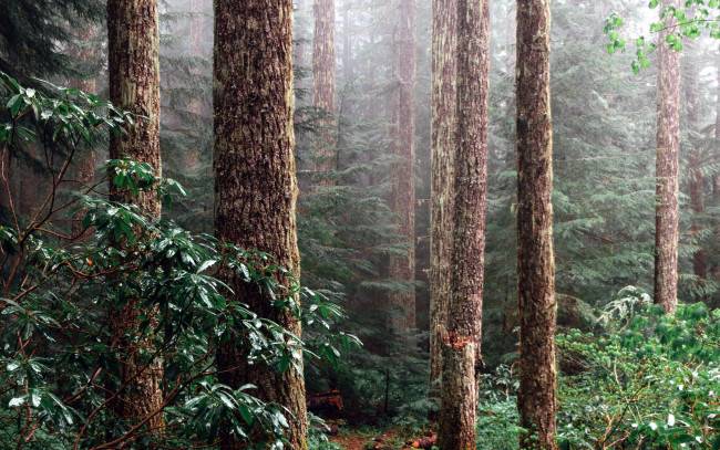 Обои картинки фото природа, лес, сосны, стволы, туман