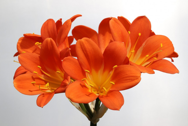 Обои картинки фото цветы, кливия, оранжевая