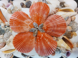 Картинка разное ракушки +кораллы +декоративные+и+spa-камни разноцветные