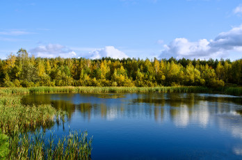 Картинка природа реки озера лес деревья камыш озеро
