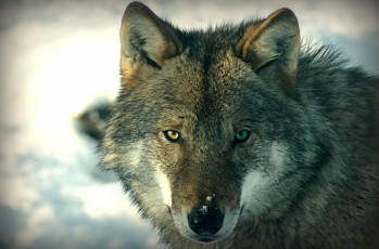 Картинка животные волки глаза хищник