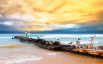 Картинка природа побережье море чайки небо