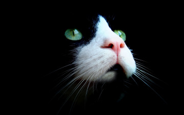 Картинка животные коты кот кошка чёрный морда нос взгляд