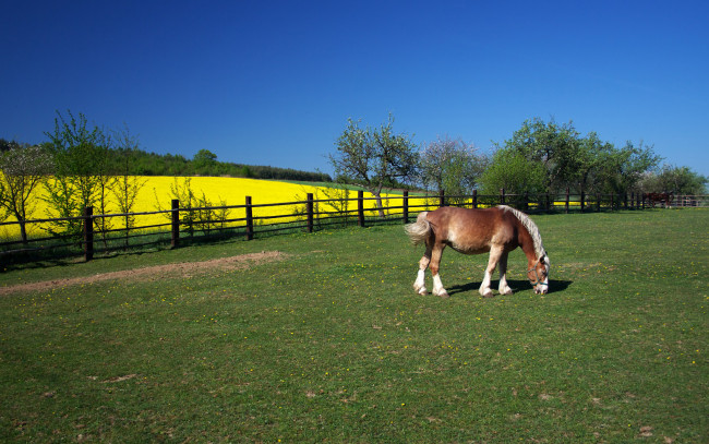 Обои картинки фото животные, лошади, поле, деревья, изгородь, лошадь
