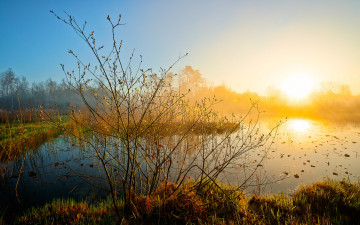 Картинка природа восходы закаты река трава кусты рассвет