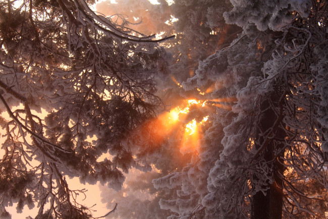 Обои картинки фото природа, зима, деревья, лучи