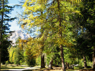 Картинка south+tyrol +italy природа парк дорожки италия сосны