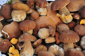 Картинка еда грибы +грибные+блюда боровики сбор