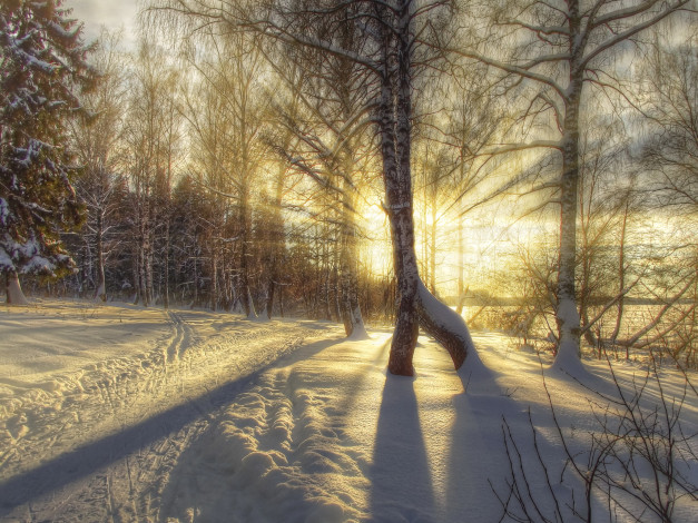 Обои картинки фото природа, зима, снег, деревья, солнце