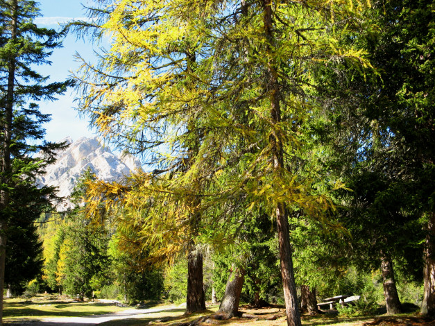 Обои картинки фото south tyrol,  italy, природа, парк, дорожки, италия, сосны