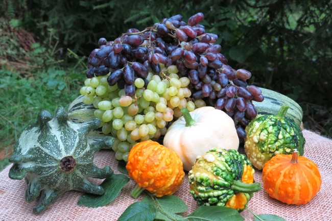 Обои картинки фото еда, фрукты и овощи вместе, тыква, виноград