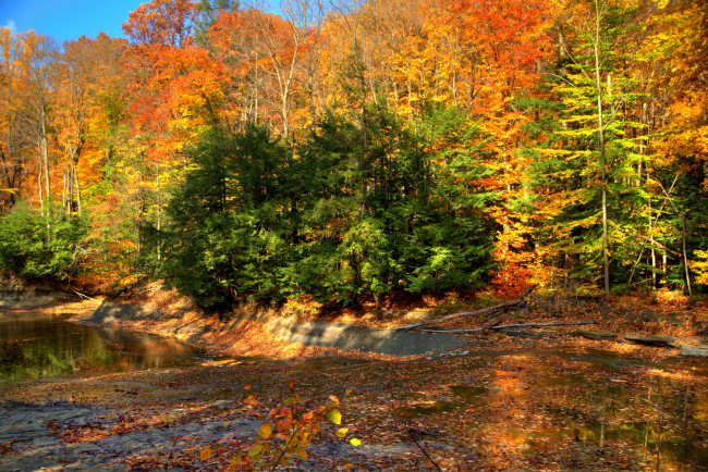 Обои картинки фото природа, лес, осень, листва, кусты