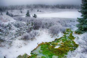 Картинка природа зима forest tree field christmas bush moss grass green nature зелень кусты поле елка ель мох winter snow трава снег