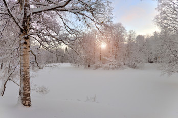 Картинка природа зима россия утро снег берёза