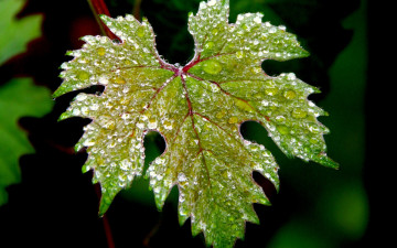 Картинка природа листья капли вода зеленый листок macro макро
