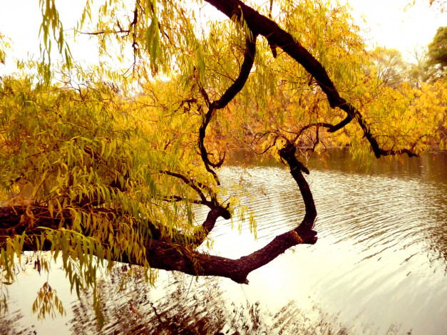Обои картинки фото контраст, природа, реки, озера, дерево, вода, ветви