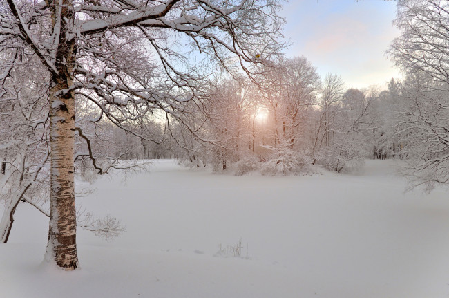 Обои картинки фото природа, зима, россия, утро, снег, берёза