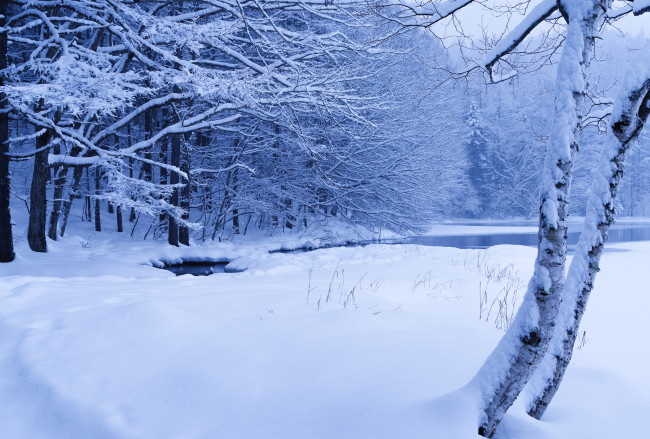 Обои картинки фото природа, зима, снег, деревья, ручей, лес, пруд