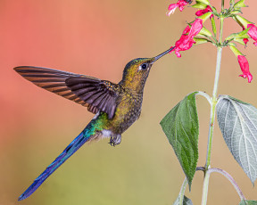 Картинка животные колибри птичка