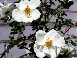 Картинка цветы шиповник белый