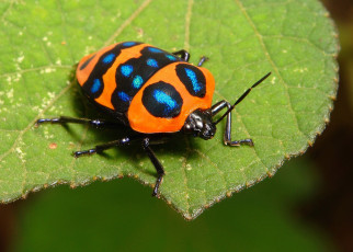 Картинка животные насекомые itchydogimages макро жук лист