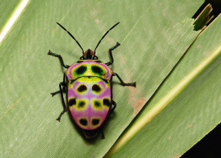Картинка животные насекомые itchydogimages макро жук лист
