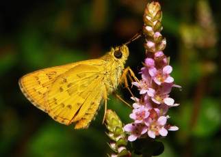 Картинка животные бабочки +мотыльки +моли itchydogimages макро бабочка цветы